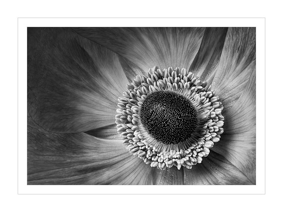 Poppy